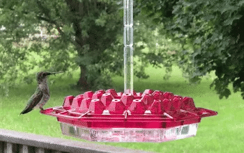 Hummingbird Feeder