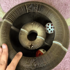 Accordion Cat Scratcher