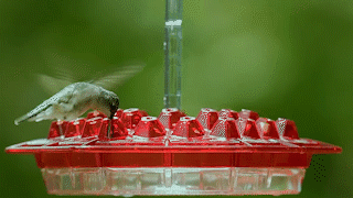 Hummingbird  Feeder