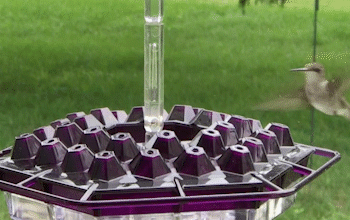 Hummingbird  Feeder